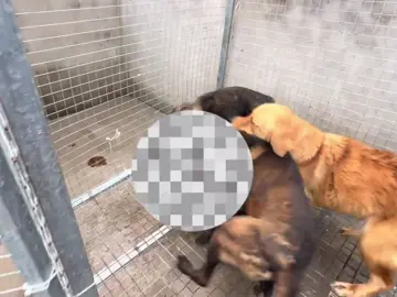 #viciousdog #aggressivedog #animals #dog #fyp 
