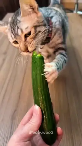 😳 5 Fruits Your Cat Can Actually Eat! 🍉🐱 #cats #catsoftiktok #catlover #catfacts #catfood 