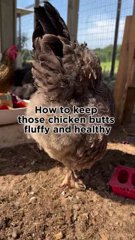 Fluffy butts are happy butts! 🐔✨ Keep your flock looking and feeling their best with our natural poultry dewormer. Healthy from the inside out! 🌿 #backyardchickens #healthyflock #healthychickens #thepoultrystore 