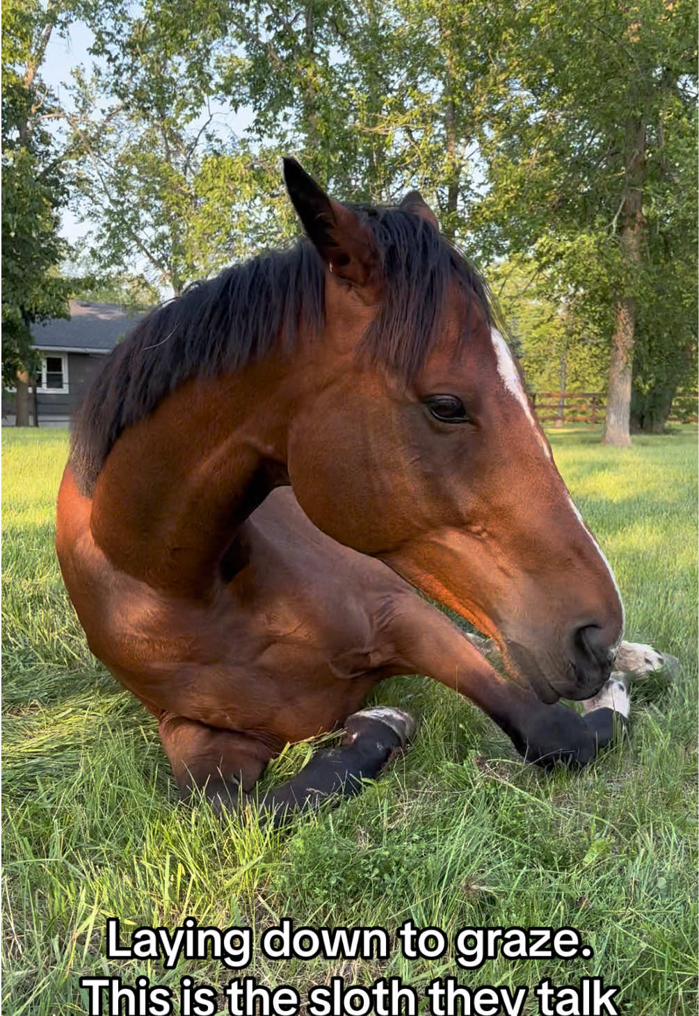 Eating in bed 🌱 #horse #horsesoftiktok 