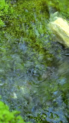 Just Trickling Water #relax #water #meditation #chill #watersounds 