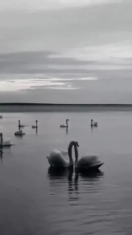 .➰🦢.     #tiktok #CapCut  #fyp #foryou #viral 