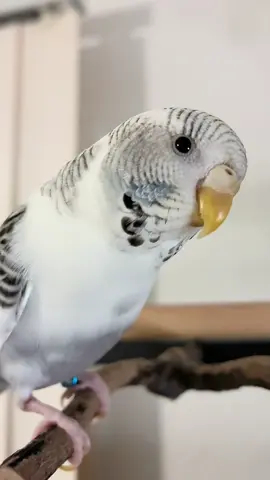 Who is this DIVA? 🤭  #periquitoaustraliano #budgie #parakeet #pet #mascotas 