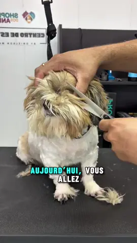 Un simple nettoyage des yeux peut complètement changer le confort et le regard d’un chien. 🐶✨ N’attendez pas le prochain toilettage pour en prendre soin : quelques minutes chaque semaine font toute la différence. Dites-moi en commentaire si vous nettoyez régulièrement les yeux de votre compagnon ! ❤️ #ToilettageCanin #ConseilsChiens #BienÊtreAnimal #DogGrooming #EntretienCanin
