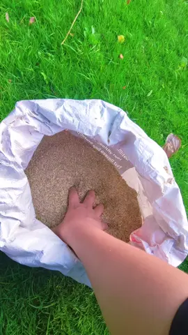 This four-season evergreen knotweed can grow my favourite lawn. #tiktok #tiktokshop #seeds #grass #lawn 