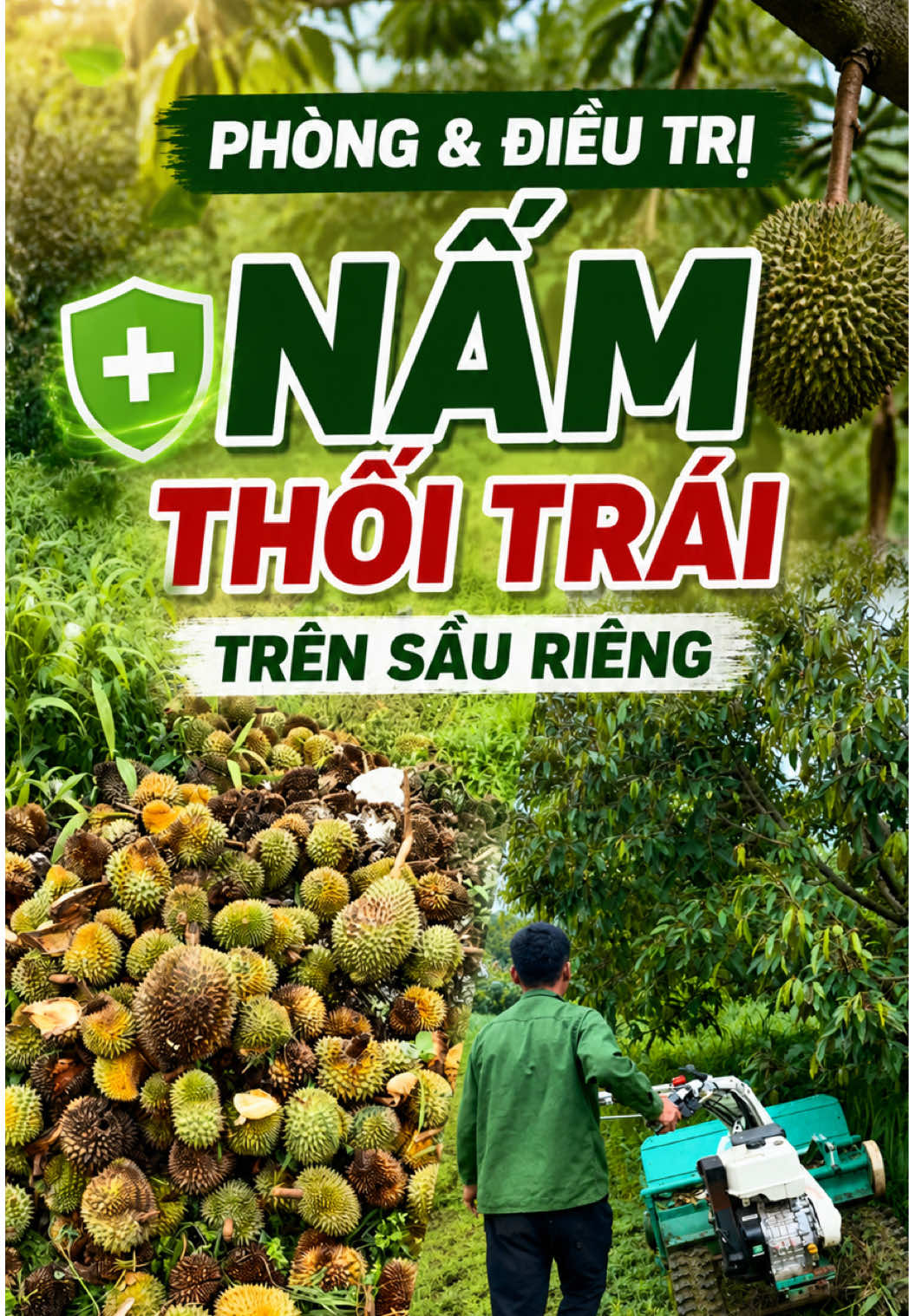 Phòng và điều trị nấm thối trái sầu riêng #biotek #huuconhapkhau #saurieng #kythuatsaurieng #phytophthora 