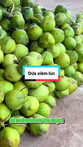 Đây là những quả dừa Xiêm lùn bến tre nhà em vừa cắt xuống để giao cho khách đây ạ #caycanh #caydep #duaxiem #duaxiembentre #duaxiemlun 