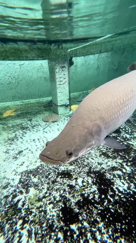 Dicium bayi gede👶🐟 #arapaima #ikanpredator #monsterfish #aquarium #megatank 