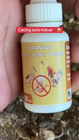 Coba berikan brantas obat cacing #creatorsearchinsights #ternakayam #obat cacing