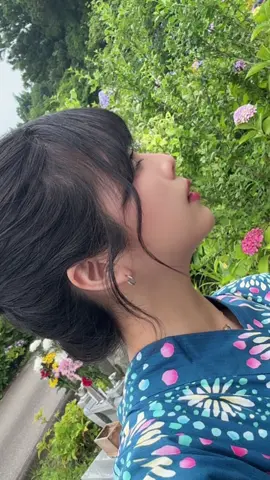 紫陽花と夏