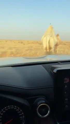 انا دخيلك كان ماعندك انصاح . #عطايا_الله🐪 #البل #fyp #سفر_الدغيلبي 