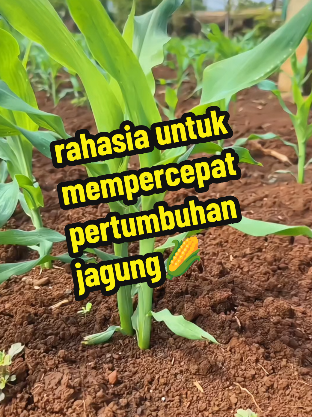 gunakan pupuk vit booster jagung ini untuk hasil yang maksimal #pupuk  #booster  #jagung  #pupukjagung  #petanijagung 