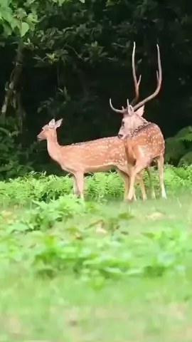 deer meeting natural video new video 570 please foryou viral video #tiktokgrowthchallenge #foryou #foryoupage #foryou #meeting #viralvideo #foryou #foryoupage #deermeeting #foryou #foryoupage  #viralvideo #foryou# foryoupage #viralvideo #foryou #acccount#viralvideo #100view #viralvideo 