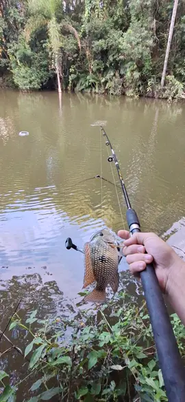pescando trairá