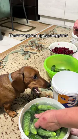 Жужа караулит #собака #такса #огурец 