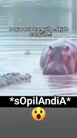 *SOPILANDIA*