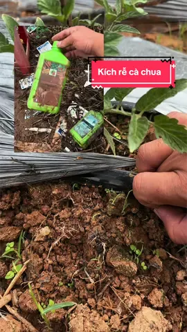 3 ngày kích rễ. Rễ bén đẹp 6 ngày vô 10-55-10 #rootphap #kichrecucmanh #rootgrow #kichretfano #kichrecachua 