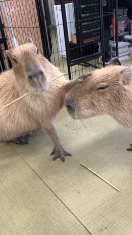 Excuse me… I was using that. 👊🌿😤 #capybara #capybaracafe #cappiness  #shinjuku #animalcafe 