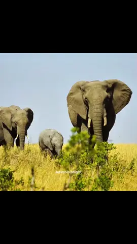 The Elephant redesign entire ecosystem. #animals #documentary #elephant 
