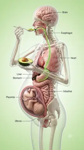 see whats happen when a women earing avocado in pragnancy #viralvideos #healthy #pragnancy #fyp #anatomy 