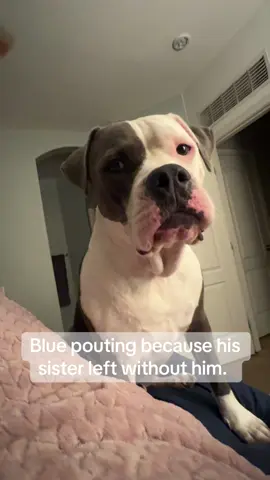 I wanna go with my sister #pitbullsoftiktok #americanbully #PetsOfTikTok 
