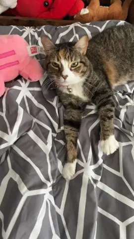 Rita gets caught taking a nap with her enemy (piggy) #cat #catsoftiktok #prettycat #meow #sleepycat 