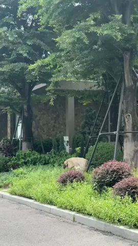 Biên hiên ngập nắng, trước hiên là những hàng cây xanh thắm. Mỗi ngày trôi qua, một cộng đồng những người yêu thiên nhiên, trân trọng giá trị gia đình và mong muốn sống chan hòa cùng cây cỏ đang dần hiện hữu nơi đây. Khi nhiều con người cùng chung một tình yêu với thiên nhiên, họ không chỉ tạo nên những ngôi nhà đẹp, mà còn cùng nhau vun đắp một cộng đồng hiền hòa, văn minh, gắn kết và phồn thịnh. Thật hạnh phúc và cũng là một niềm vinh dự khi được trở thành người kết nối, đồng hành và chứng kiến từng mảnh ghép của một thành phố nghỉ dưỡng đáng sống bậc nhất phía Nam đang dần thành hình. Eco Retreat – nơi những mái hiên đầy nắng sẽ mở ra một cuộc sống xanh, an yên và bền vững cho nhiều thế hệ.  #Ecoretreat