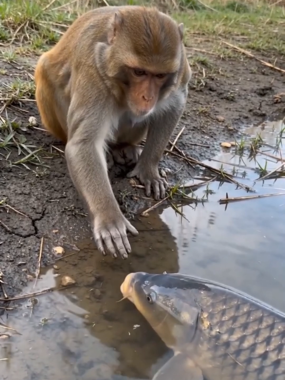 funny 😂🤣 animal life video #fuuny#moment# #video amizinig funny animal #viral #video #pls 