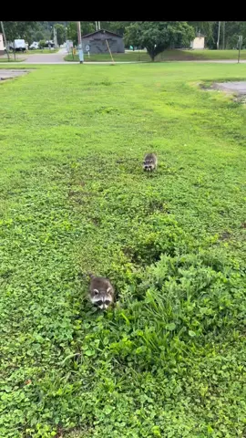 The cutest thing you’ll see all day!  #funny #fyp #cute #cuteanimals #trending 