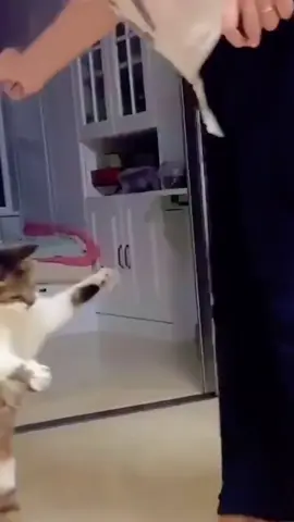 😻😹🐈😻🐈😹
