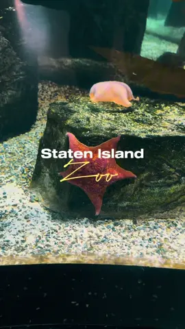 Staten Island Zoo 🔆 Location:  614 Broadway  Staten Island, NY 10310 Loves:  ✨ Family friendly ✨ Immersive exhibits ✨ Petting zoo  Staten Island Zoo is a small zoo known for its rattlesnake collection. 🥰 #statenisland #thingstodoinnyc  #nyckids #nycactivities #nyctok 