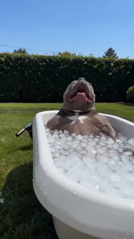 Dog Funny #dogfunny #dog #chihuahua #Funny #foryou 