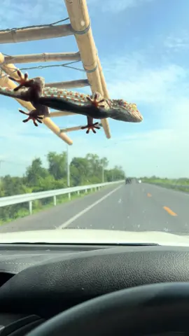 ใครก็ได้ช่วยด้วย 🦎😢#หัวจะปวด #ตุ๊กแก 