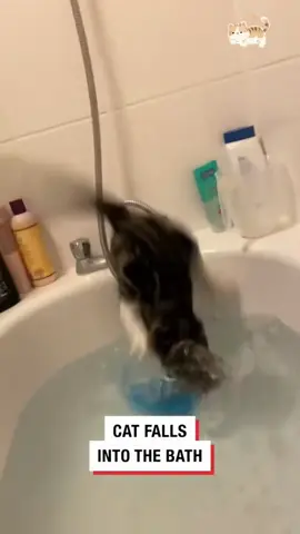 A cat fell into the water#cat #fyp #funny #foryou #funnymoments 