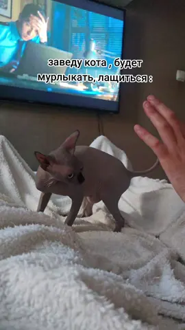 #sfinks #кот #коты 