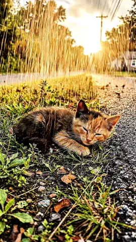 Repost And Follow #tiktokgrowthchallenge #sad #kitten #growitfast #animal 