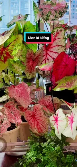 Mon cảnh mà đẹp lắm ạ #decorbancong #hoiyeuhoa #hoichoicaykieng #caylakieng #xuhuong 