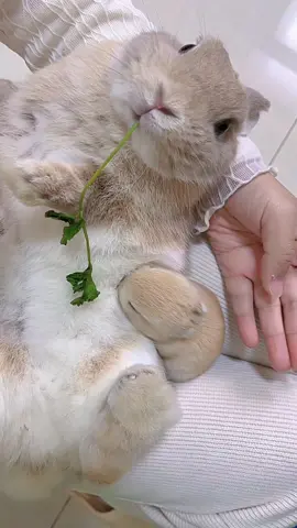 So lovely#bunny #rabbit #bunnygirl #cutebunny #rabbittiktok 