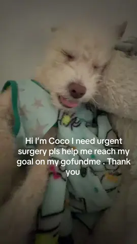 Please and thank you everyone we love you ✨🤍🙏 https://gofund.me/5703d9416 #seniordog #seniordogsoftiktok #dogsoftiktok #helpme #donate 