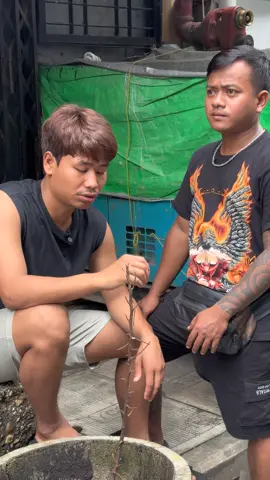 သားလိမ်မာကြီး🙄🙄#😁😁😁 #@tkk_stationery @🇲🇲🇲🇲တာတီး🇲🇲🇲🇲🔴❤️ @@ရွာငံသား 