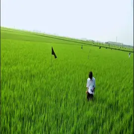 All About Lily Chou-Chou (2001) | Shunji Iwai #allaboutlilychouchou #allaboutlilychouchouedit #allaboutlilychouchoumovie #movie #edit 