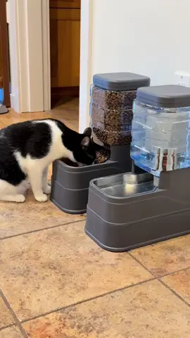 It keeps food and filtered water available without spending a fortune on complicated automatic feeders. If you’ve got multiple pets, this setup is definitely worth checking out @Kacoomi #catparent #multiplecats #cats #catfeeder #tiktokshopsummersale 