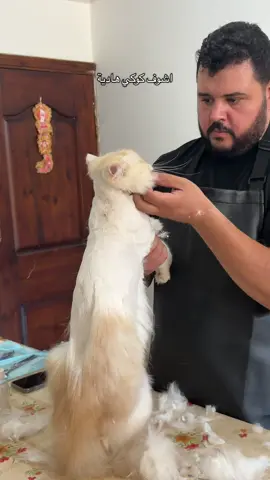 @Zozoo.App احلى تجربه بجدد❤️❤️🐈🐈 #catsoftiktok #fyppppppppppppppppppppppp #explore #foryou #fypage 