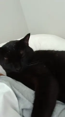 #cats #catgirl #pet #PetsOfTikTok #blackcat 