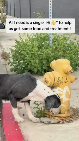 Sorry baby people won't stay for 12 seconds to like this video, help you get some food & treatment ! #USA #America #UnitedStates #American #US 