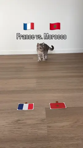 France 🇫🇷 vs. Morocco 🇲🇦  Ronnie purrrdicts… #worldcup2026 #worldcupprediction #france #morocco #moroccofootball 