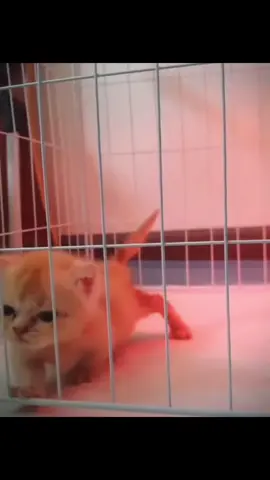 Kitten meow.#catsoftiktok #cat #cute #funnycats #funnyvideos
