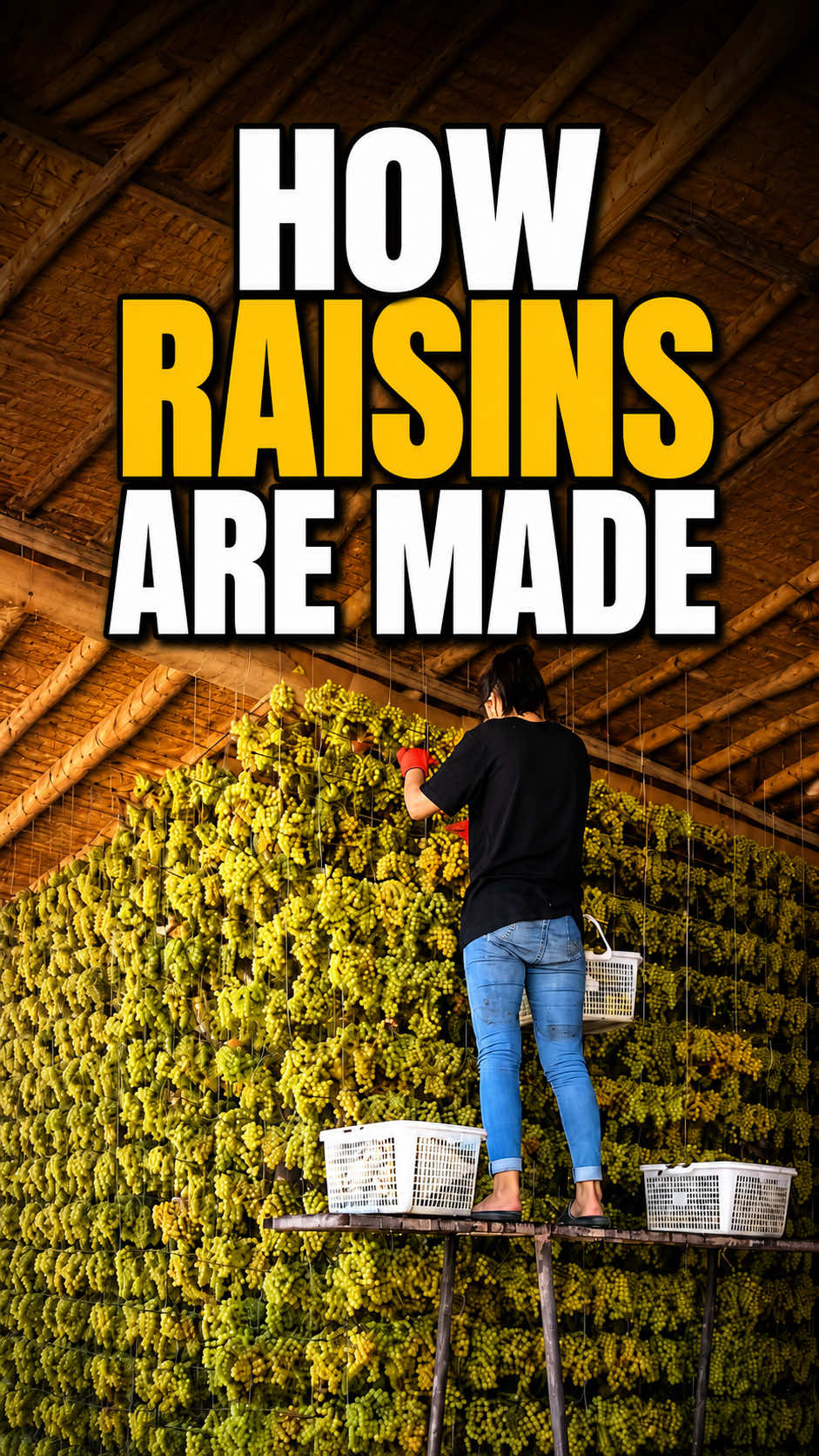 This Is How Grapes Become Raisins. #raisin #farming #grapes #fyp #foryou 