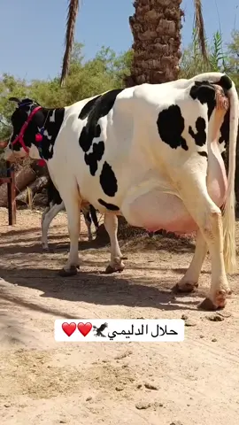 #حلال_الدليمي