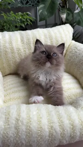 DID SOMEBODY ORDER BISCUITS? 💛 Wait for the yawn at the end 🥹 Dolly LOVES this new yellow bed! #kittens #ragdoll #biscuits #catsoftiktok #ragdollsoftiktok 